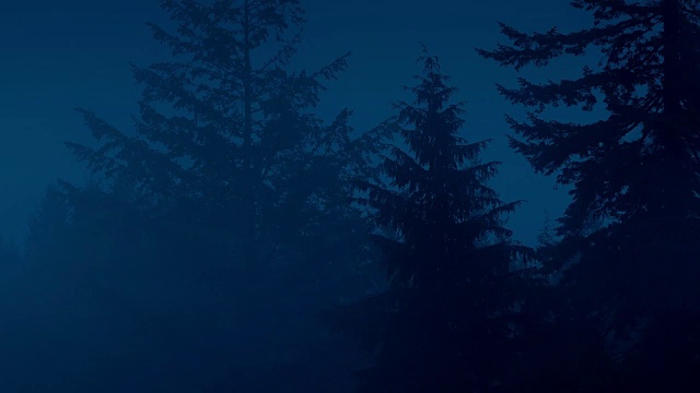 夜晚有高大树木的迷雾森林视频素材