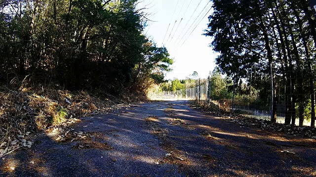 森林的道路上覆盖着落叶视频下载