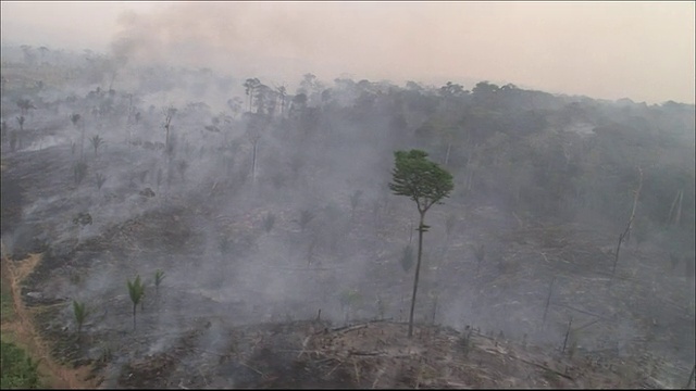 燃烧的树木宽拍摄航拍视频素材