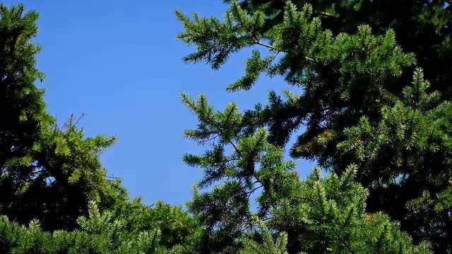 阳光明媚的日子，微风中的松树视频素材