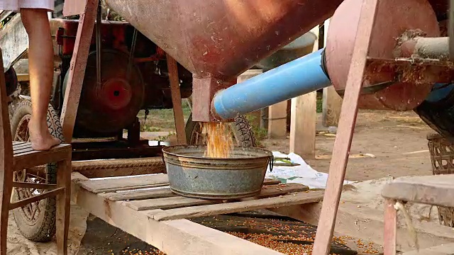 用剥玉米粒机将玉米粒从玉米棒子上剥下来的人视频素材