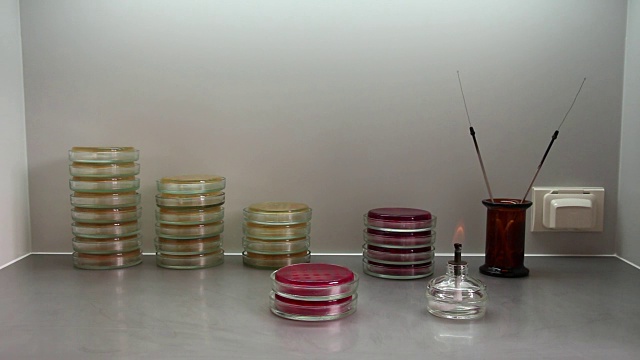 细菌学实验室工作场所概述视频素材