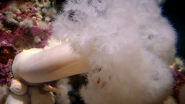 水下蘑菇状的海葵视频下载