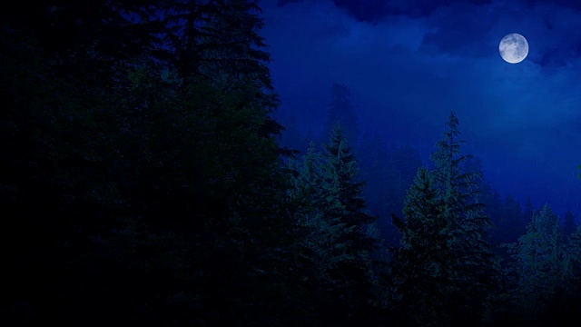 月亮的夜森林视频素材