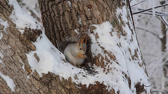 冬季公园里的松鼠视频素材