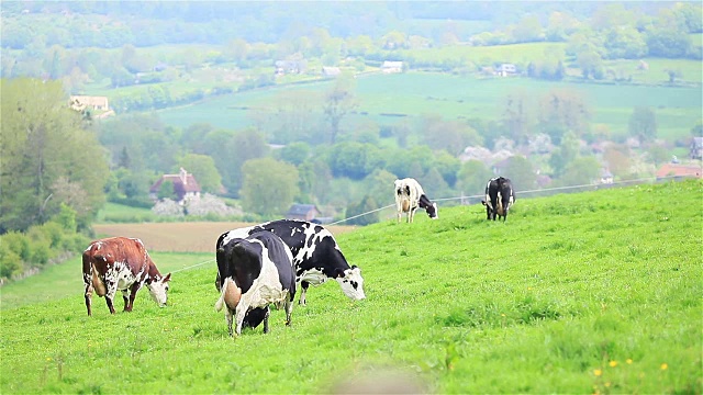 法国一群在绿色草地上吃草的牛视频素材