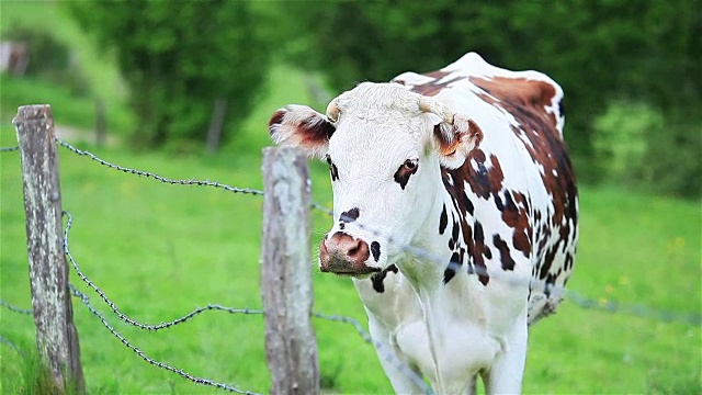 在绿色牧场的带刺铁丝网后的斑点牛。关闭了。2次视频素材