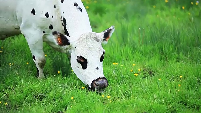 可爱健康的牛在绿油油的草地上吃草视频下载