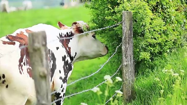 斑点牛在绿色的草地上吃绿色的灌木叶子。近距离视频素材
