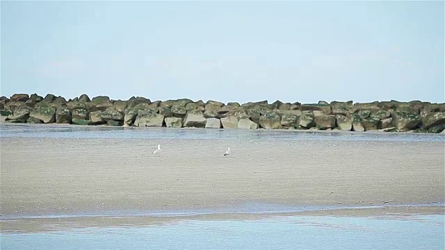 在法国诺曼底的特卢维尔港海滩上，白色的海鸥在腹股沟石附近行走视频下载