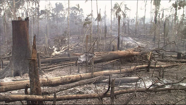 在烧毁的雨林中，倒下的树木冒出浓烟。亚马逊丛林视频素材