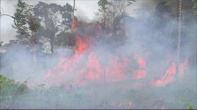 火焰吞噬了巴西雨林中的树木。亚马逊丛林视频素材