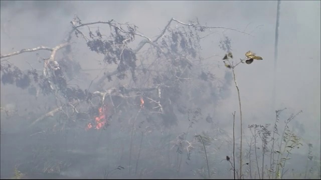 亚马逊雨林的一场大火升起了浓烟。亚马逊丛林视频素材