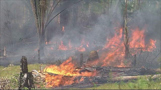 火焰吞噬了巴西雨林中的树木。亚马逊丛林视频素材