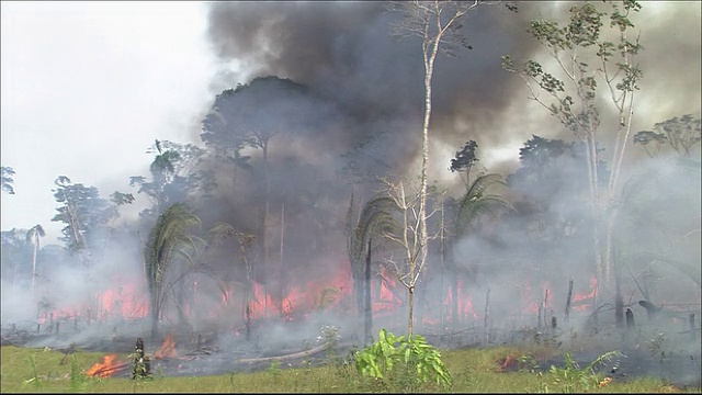 巴西森林大火中浓烟滚滚，直冲云霄。亚马逊丛林视频素材
