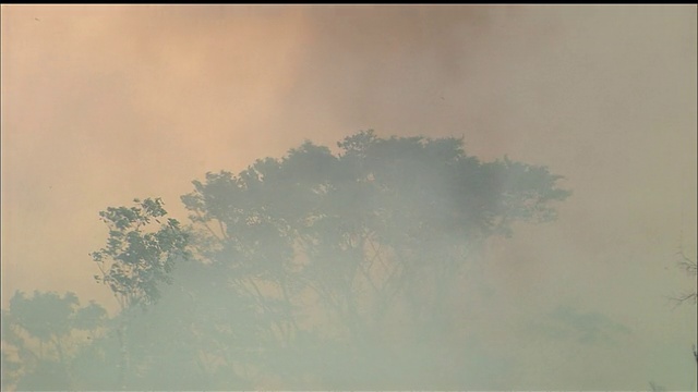 森林破坏/刀锋和火烧/丛林/热带雨林/朗多尼亚州/亚马逊/巴西视频素材