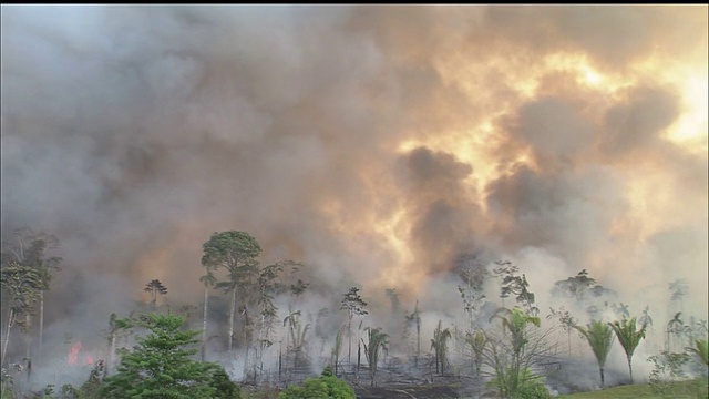 森林破坏/刀锋和火烧/丛林/热带雨林/朗多尼亚州/亚马逊/巴西视频下载