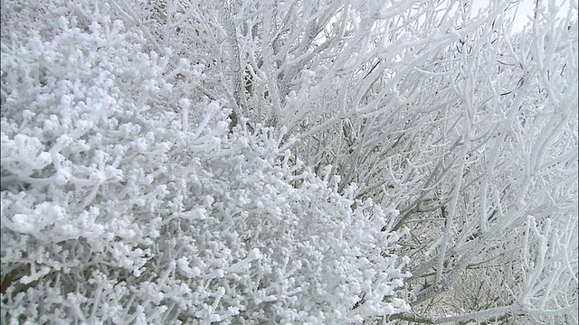 潘在日本留下了覆盖着白霜的树木视频下载