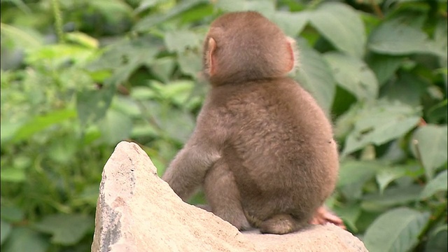 日本长野县雅利阁山，一只年轻的日本猕猴在岩石间跳跃，停下来挠自己的屁股视频下载