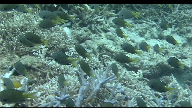 跟踪通过清澈的水，鱼群游过珊瑚礁，冲绳，日本，潜水拍摄视频素材