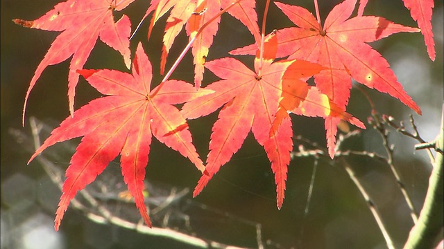 橙色的枫叶在秋风中轻轻摇曳视频素材