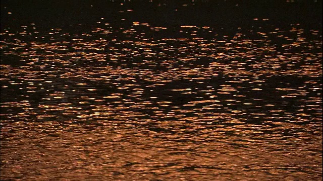 京都一家河边餐厅的灯光映照着加茂河。视频素材