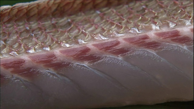 粉白色的肉片覆盖在海鲷片上。视频下载
