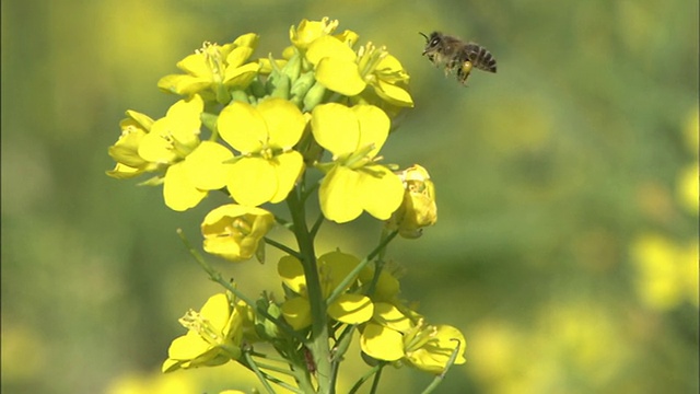 蜜蜂和花视频素材