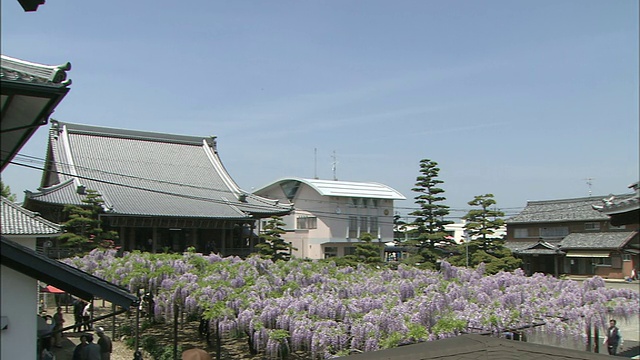 紫藤生长在日本岐阜竹花别院一个开放庭院的棚架上。视频素材