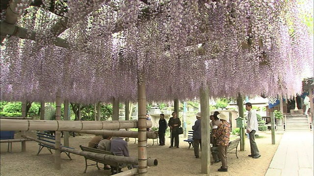 在日本岐阜的一个露天庭院里，紫藤花悬挂在木架子上。视频素材