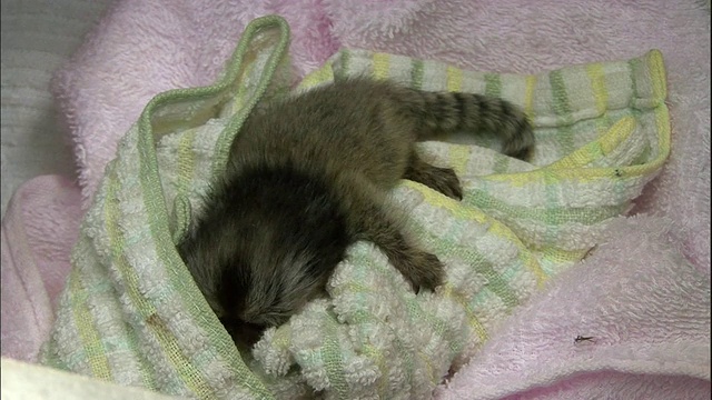 一只小环尾狐猴蜷缩在毯子里。视频下载