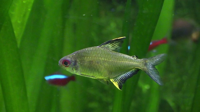 绿藻间的鱼视频下载