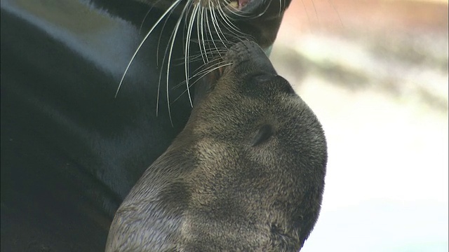一只海狮妈妈和她的幼崽交换亲吻。视频下载