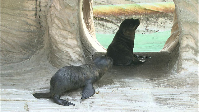 海狮幼崽在动物园的围栏里蹦蹦跳跳。视频下载