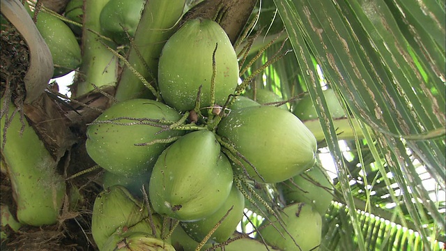 棕榈树上的椰子成熟了。视频下载