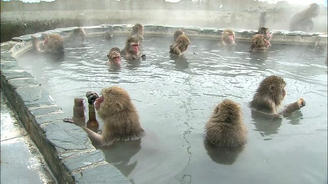 北海道博馆地狱谷猴园温泉池里，一群日本猕猴在洗澡视频素材