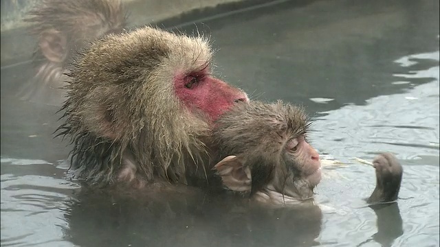 北海道博馆地狱谷猴公园，母日本猕猴抱着幼猴沐浴温泉视频素材