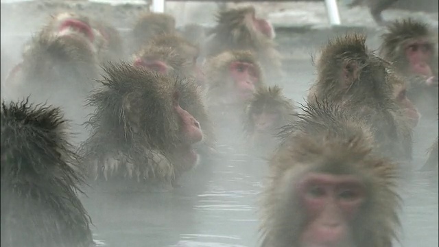 北海道博馆地狱谷猴园，温泉中，热气腾腾的日本猕猴群视频素材
