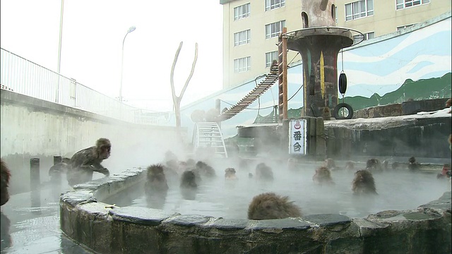 北海道函馆地狱谷猴园温泉中的日本猕猴群视频素材