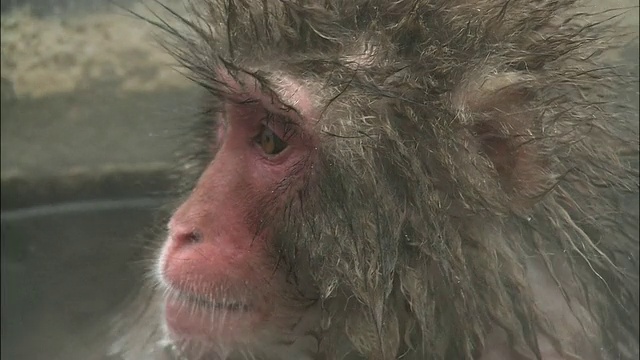 北海道博馆地狱谷猴公园，日本猕猴坐在温泉里吃东西视频素材
