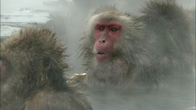 温泉中的日本猕猴，北海道函馆地狱谷猴园视频素材