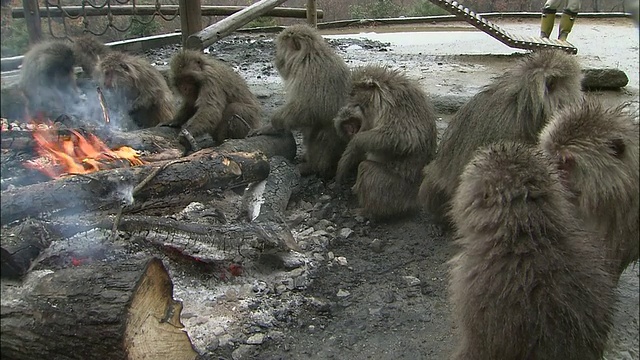 潘留下一群日本猕猴围坐在火旁，日本爱知县犬山猴园视频素材