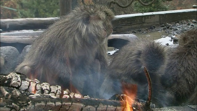 爱知县犬山猴子公园，日本猕猴坐在火旁视频素材