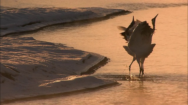 北海道钏路Shitsugen国家公园，日落时分，雪水河畔，两只日本丹顶鹤在水中跋涉寻找食物视频下载