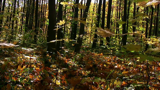 秋天的森林视频素材