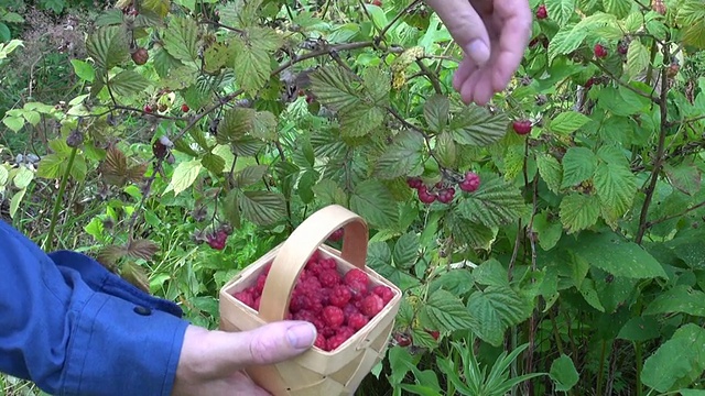 园丁采摘野生成熟的树莓视频下载