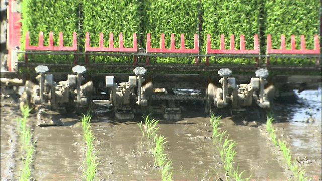 水稻种植机将成排的水稻幼苗放置在泥泞的稻田里视频下载