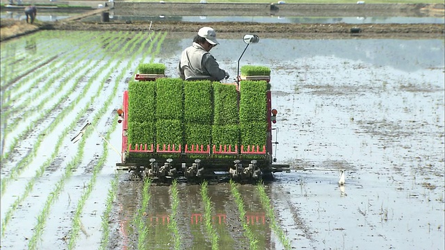 水稻种植机在泥泞的稻田中成行地种植视频下载