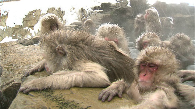 雪落在洗温泉的雪猴头上。视频素材
