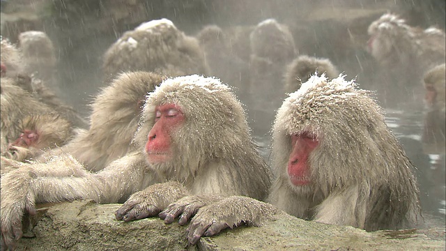 日本地狱谷猴园，一群雪猴在一起洗澡。视频素材